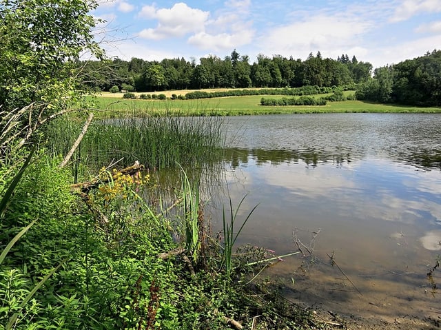 Idyllischer Teich umgeben von Grünflächen und Bäumen unter bewölktem Himmel.