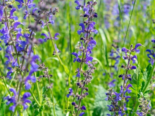 Wiesensalbei