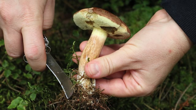 Zwei Hände, ein Pilz. Die eine Hand zieht am Pilz, die andere schneidet ihn ab.