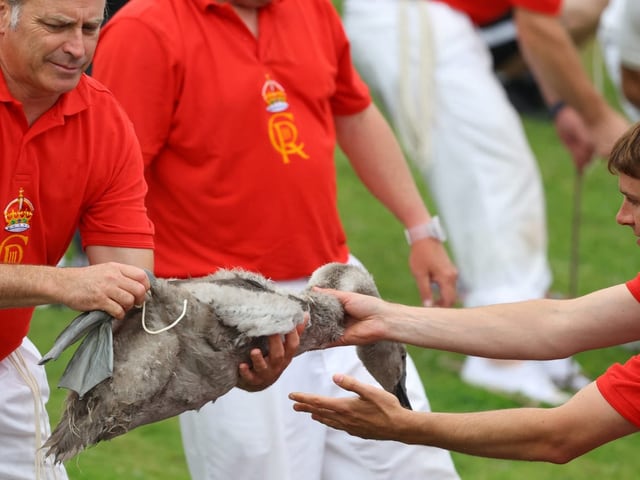 Zwei Männer halten einen jungen Schwan.