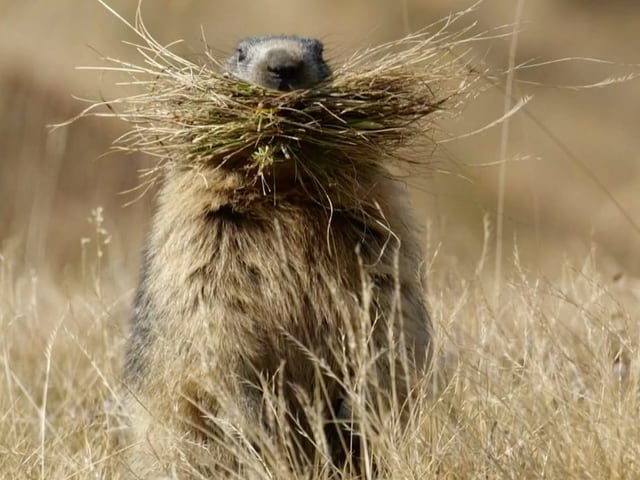 Ein Murmeltier mit einem grossen Büschel getrocknetem Gras in der Schnauze.