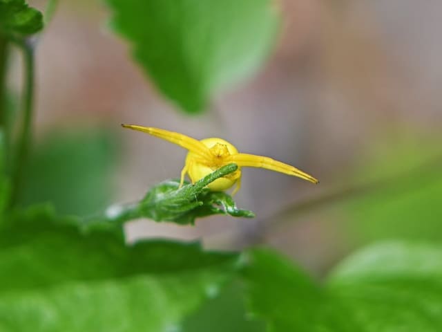 Nahaufnahme einer gelben Blume mit grünen Blättern.