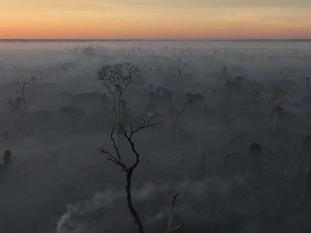 Landschaft mit kahlen Bäumen im Nebel bei Sonnenuntergang.