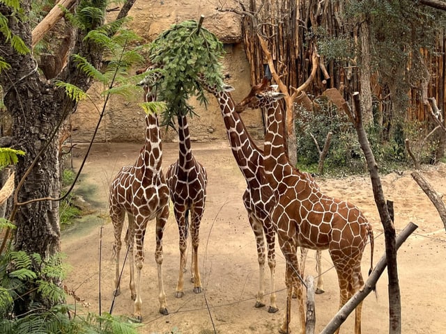 Giraffen fressen Tannenbäume