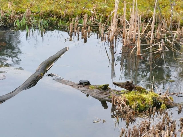 Eine Schildkröte sitzt auf einem Baumstamm in einem Weiher