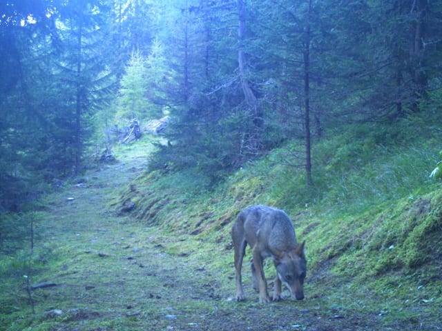 Wolf in the forest