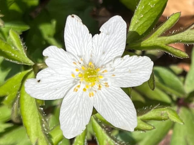 weisse Blüte.