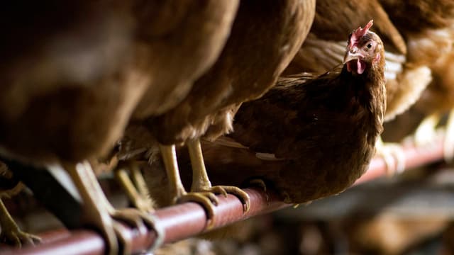 Legehennen im Stall einer Schweizer Bio-Eier-Produktion