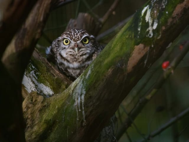 Ein in Vegetation versteckter Steinkauz.