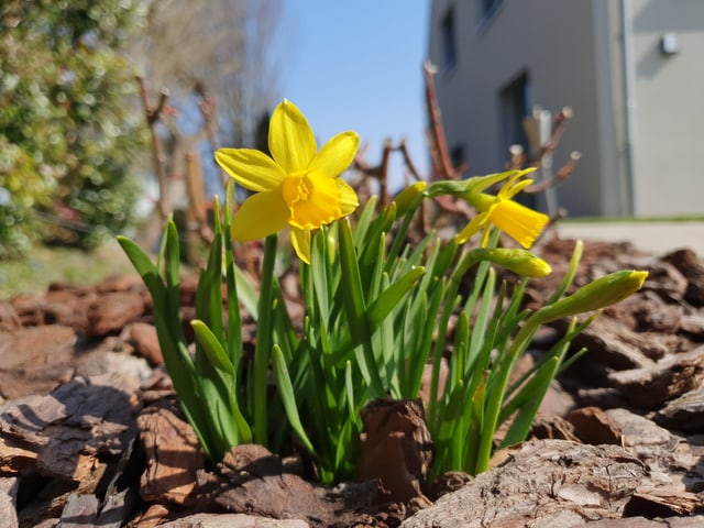 gelbe Blüten.