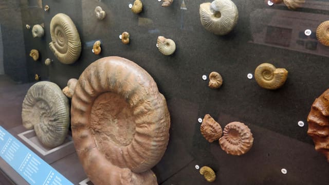 Vitrine mit Fossilien