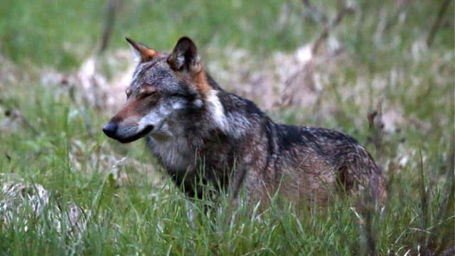 Ein Wolf in einer Wiese.