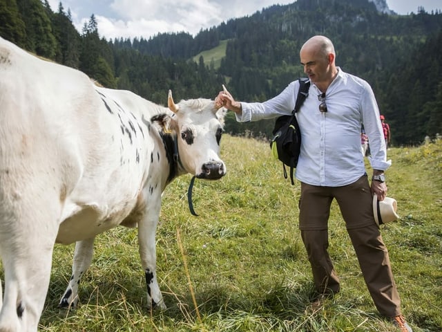 Berset hält das Horn einer freilaufenden Kuh.