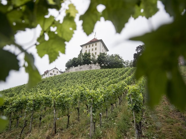 Blick auf den Rebberg und das Schloss Heidegg.