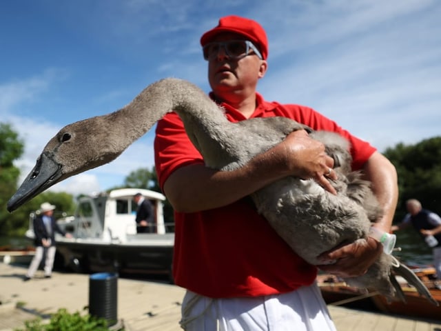 Mann in rotem Hemd hält einen Schwan.