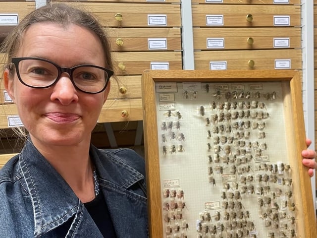 Die Doktorin der Entomologie Seraina Klopfstein mit einer Wespensammlung des Naturhistorischen Museums Basel.