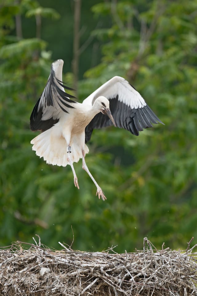 Ein Storch landet auf seinem Nest.