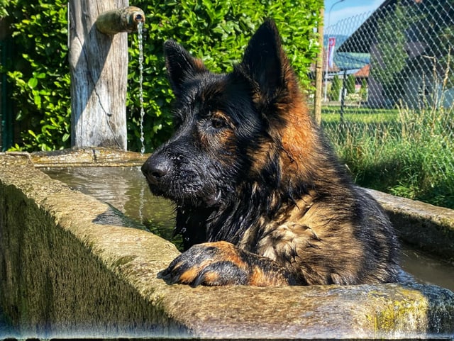 Hund in einem Brunnen