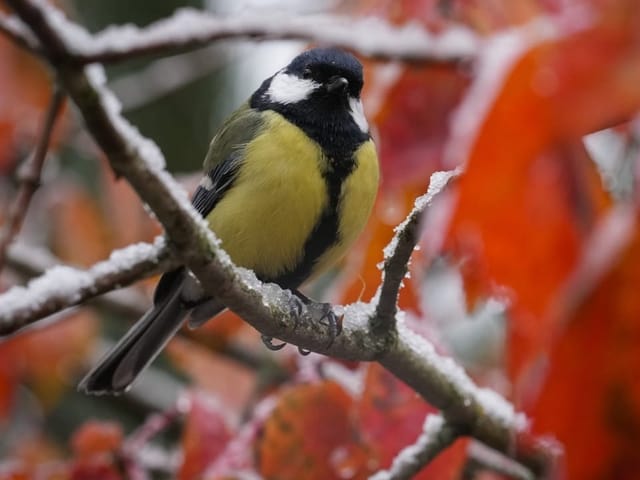 Ein Vogel sitz auf einem verschneiten Baum. Im Hintergrund sind die rot gefärbten Blätter.