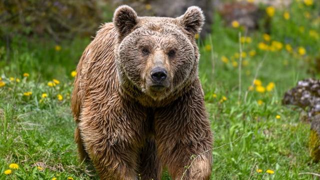 Ein Braunbär streift durch eine grüne Wiese.