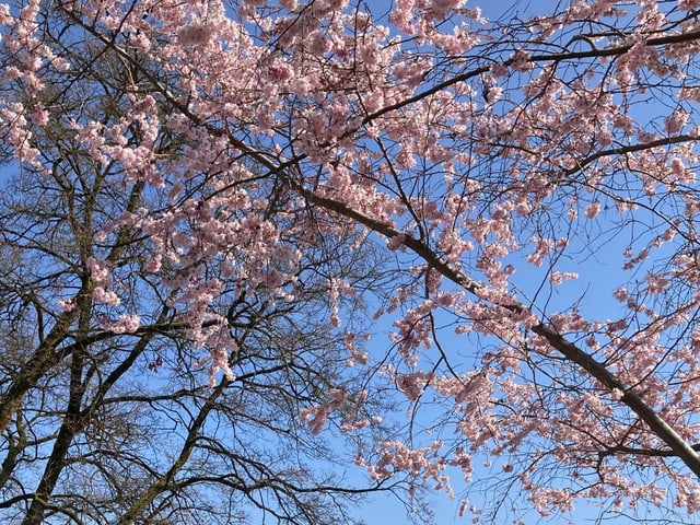 Blick auf blühende Bäume.