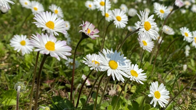 Gänseblümchen