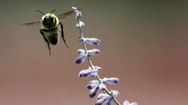 Western Bumblebee in Utah