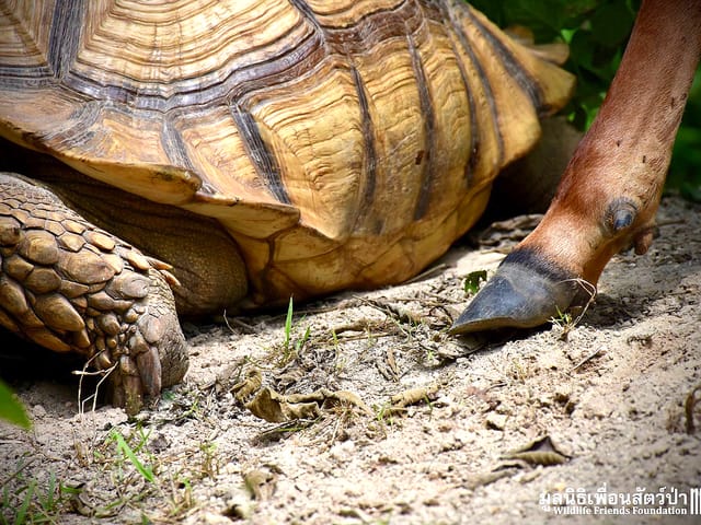 Nahaufnahme des des Schildkrötenbeines und des Hufes des Rindes.