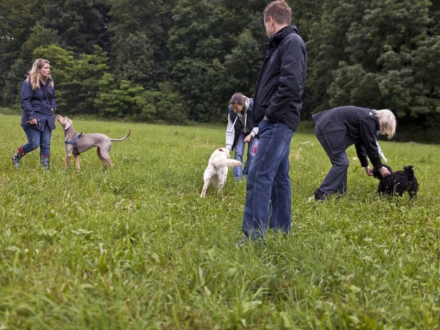 Mehrere Menschen mit Hunden auf einem Feld. 