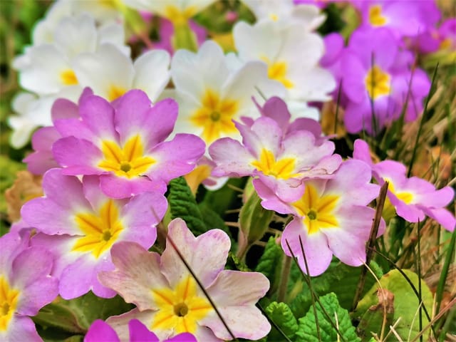 Frühlingsblumen aus meinem Garten.