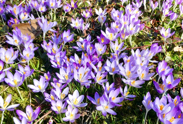 Violette Blumen auf einer Wiese.