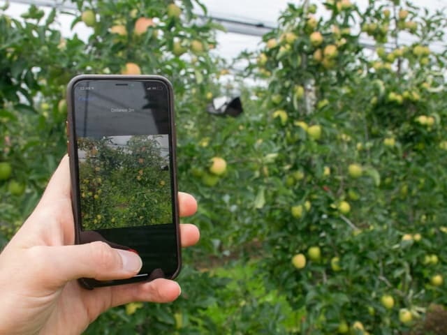 Jemand fotografiert mit dem Handy einen Apfelbaum in deiner Plantage.