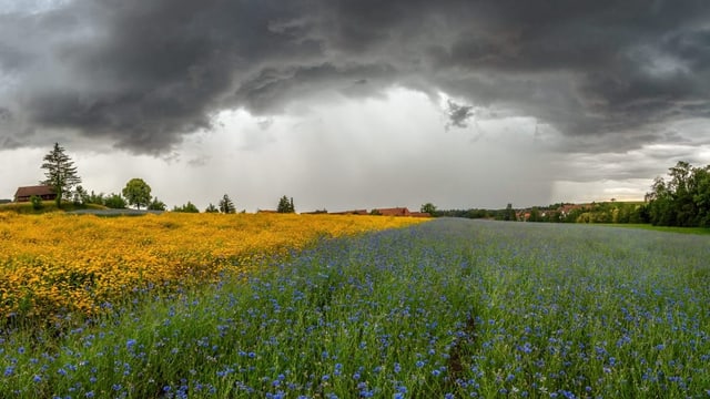 Kräftiger Regenguss über einem Blumenfeld