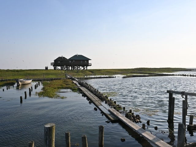 Die Wattenseeinsel Norderoog ist Heimat für verschiedene Vogelarten. 