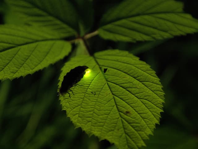 Ein leuchtendes Glühwürmchen auf einem Blatt.