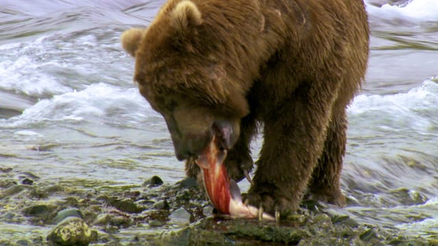 Ein Grizzly zerreisst einen Lachs am Flussufer.