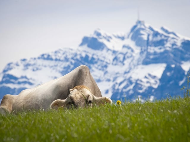 Kuh beim Säntis