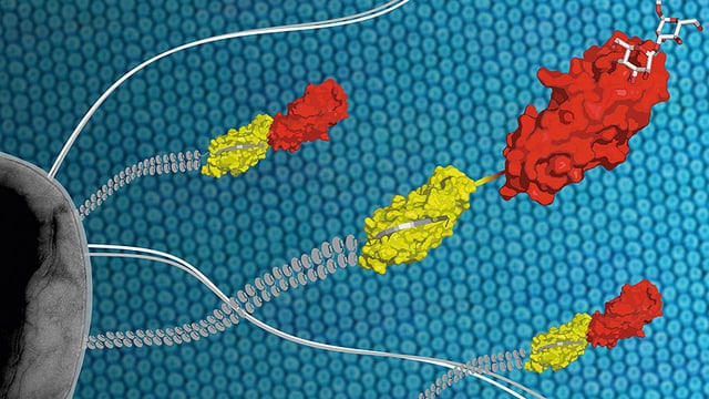 Grafische Darstellung der Haltemechanismen E.Coli-Bakteriums