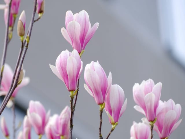 Magnolien vor grauem Hintergrund.