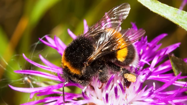 Eine Hummel sitzt auf einer Blume