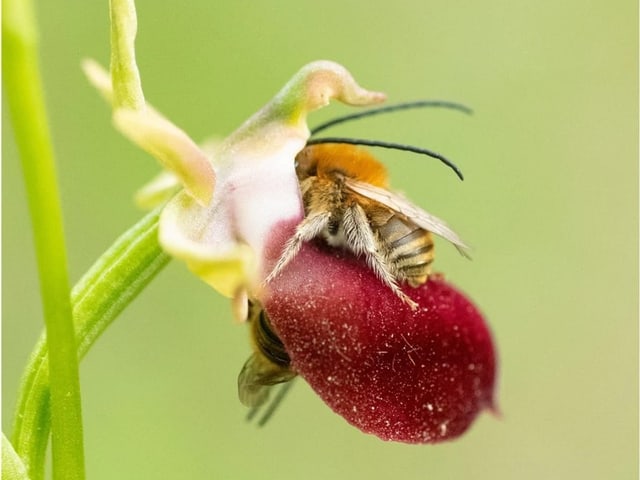 Biene auf Orchidee