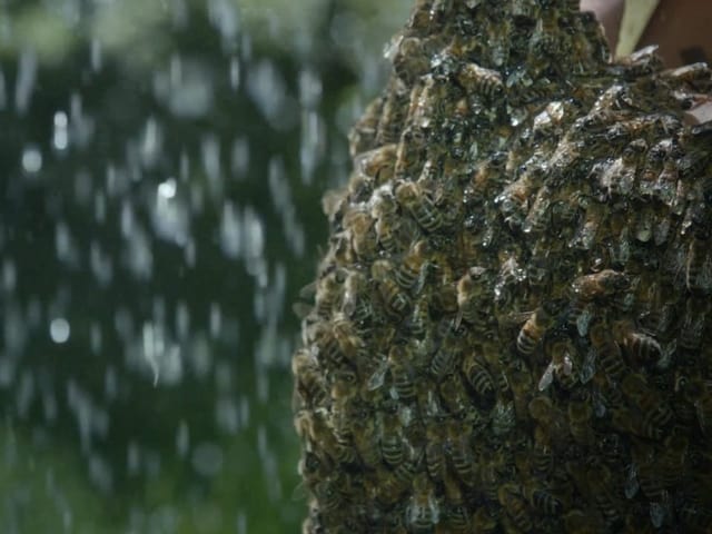 Bienenstock während Regenfall