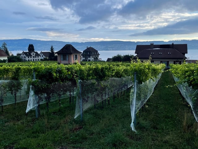 Weitere Rebstöcke, dahinter der Zürichsee