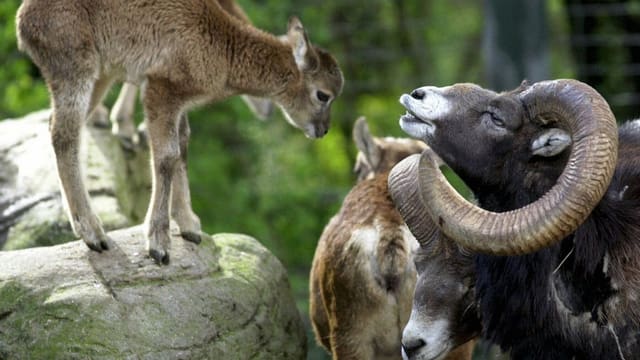 Mufflons (mit Hörnern) im Zoo