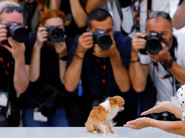 Ein kleiner Hund vor Fotografen.