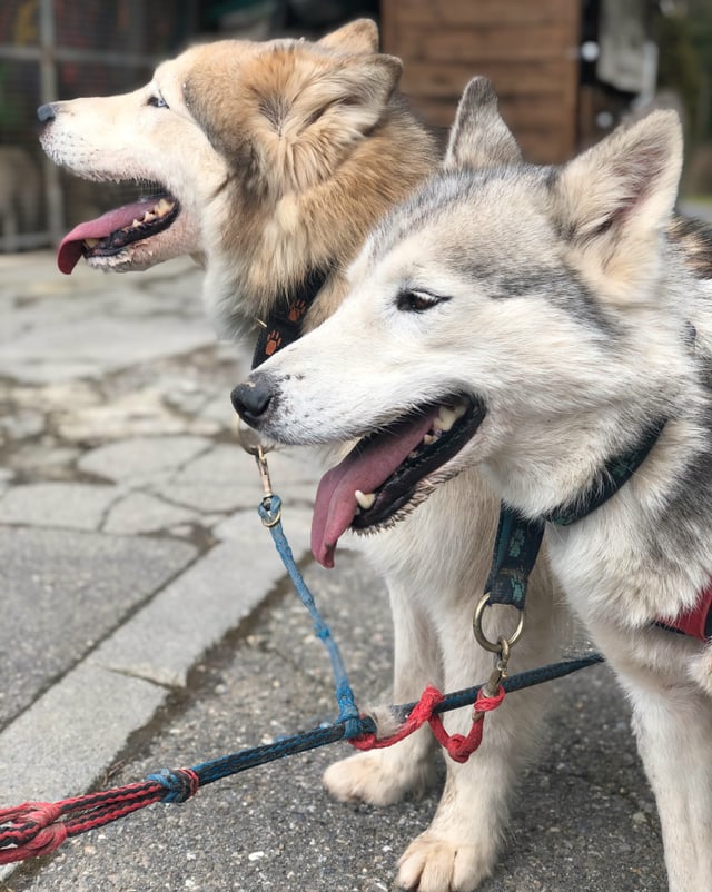 Zwei sibirische Huskys.