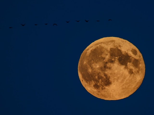 Vollmond vor dunklem Himmel mit vorbeifliegenden Vögeln.