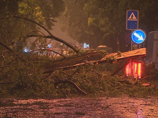 Baum auf Strasse