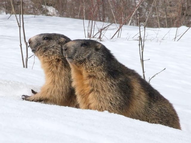 Zwei Murmeltiere im Schnee.