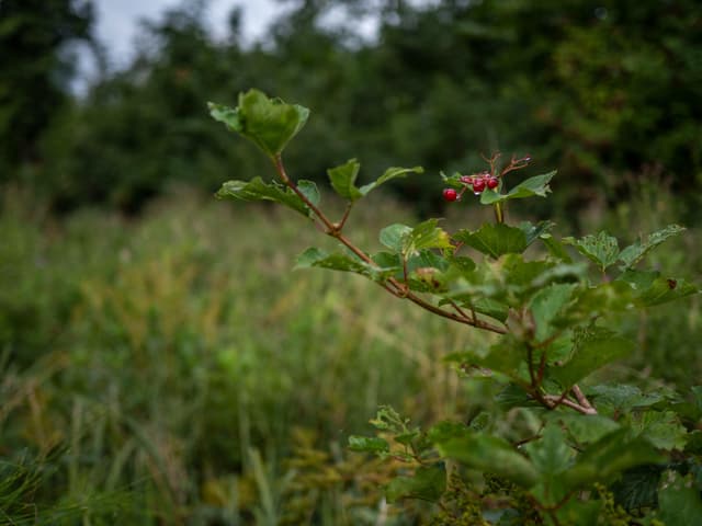 Johannisbeeren